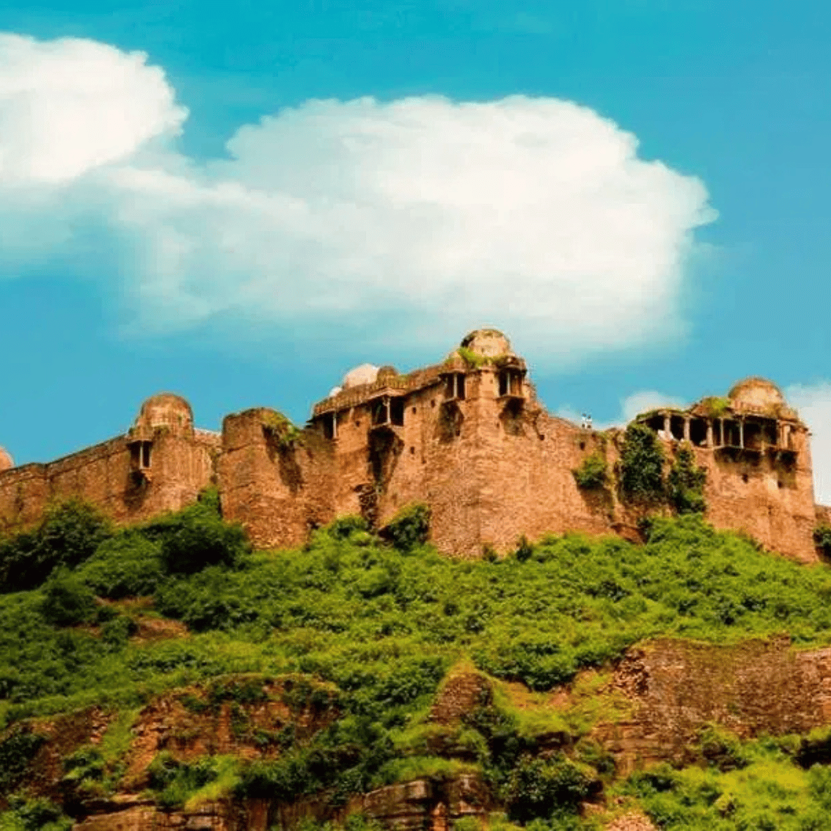 रायसेन